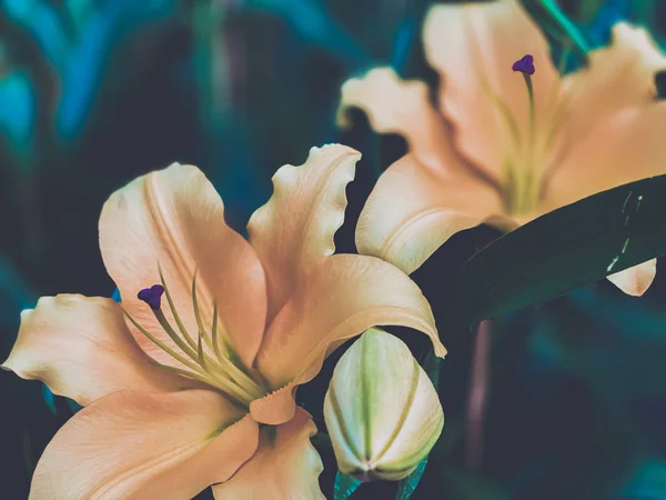 Close Lelie Bloemen Vol Bloeiende Scène Natuur Behang Achtergronden — Stockfoto