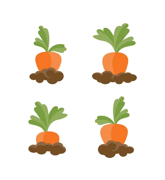 Uppsättning av olika morötter isolerat på den vita bakgrunden. Vektorillustration. — Stock vektor