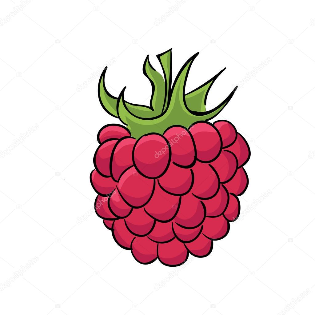 Juicy ripe raspberry on white background. Vector illustration.