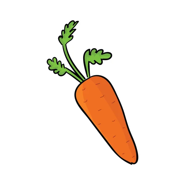 Cenoura fresca isolada sobre fundo branco. Ilustração vetorial de vegetais . —  Vetores de Stock