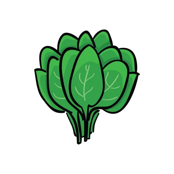 Gäng gröna ängssyra isolerade på vit bakgrund. Grönsaker vektor illustration. — Stock vektor