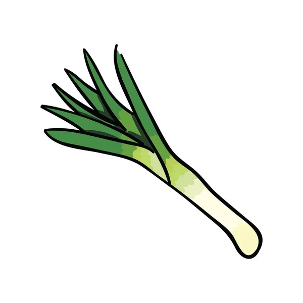 Färsk purjolök isolerad på vit bakgrund. Grönsaker vektor illustration. — Stock vektor