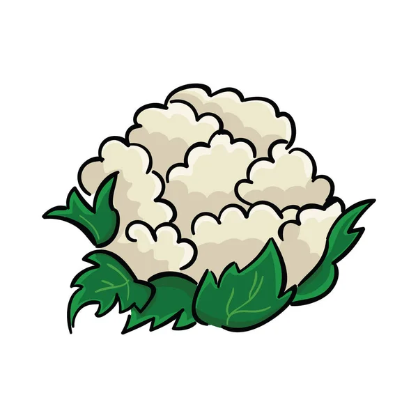 一个新鲜的花椰菜在白色背景下被隔离。蔬菜矢量插画. — 图库矢量图片