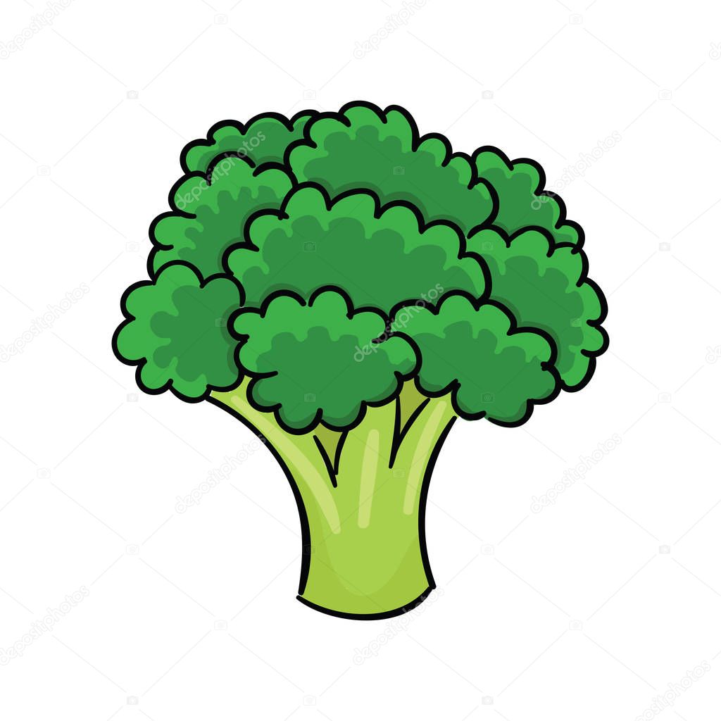 Raw broccoli isolated on white background. Vegetables vector illustration.