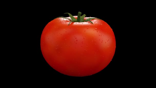 シームレスなループの回転現実的なトマト ルミナンス チームメイトのアルファ チャネルとフル回転 フレームの中央に配置し 黒い背景に 360 度を回す野菜 — ストック動画