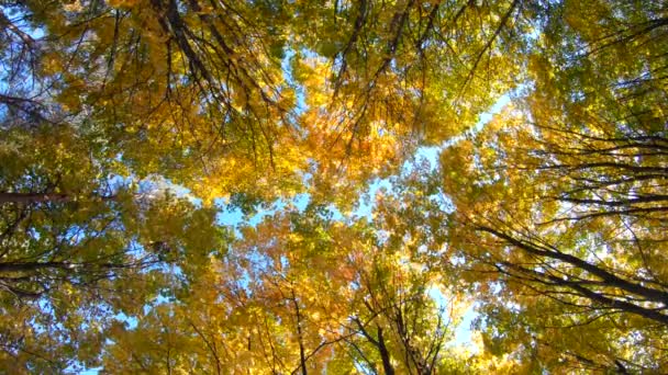Красивый Осенний Золотой Лес Голубым Небом Апельсины Опадающими Листьями — стоковое видео