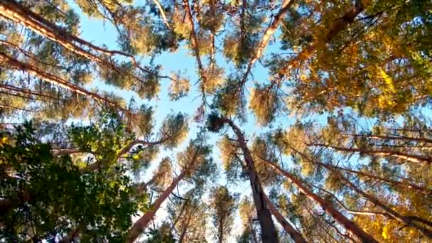 Belo Outono Dourado Alta Floresta Coníferas Com Céu Azul Câmera — Vídeo de Stock