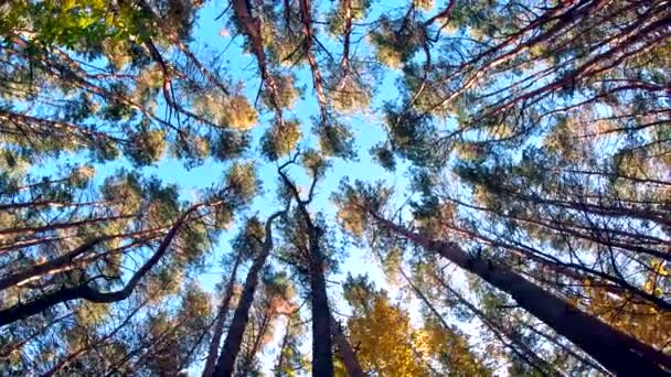 Высокий Осенний Лес Голубым Небом Камерой Движущимися Вперед Снизу Вверх — стоковое видео