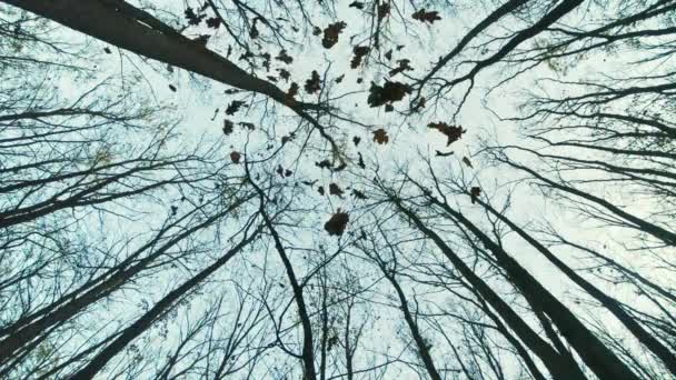 Прекрасне Листя Повільно Падає Лісі Блакитним Небом — стокове відео
