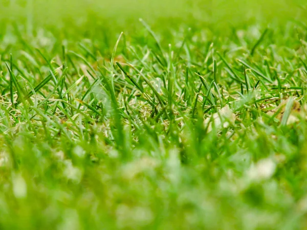 Krásná Jarní Zelená Tráva Efektem Bokeh Kamery — Stock fotografie