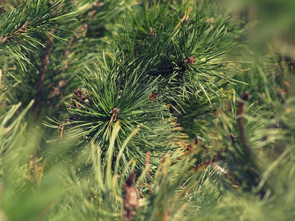 Perte Vue Aiguilles Épinette Avec Effet Caméra Bokeh — Photo