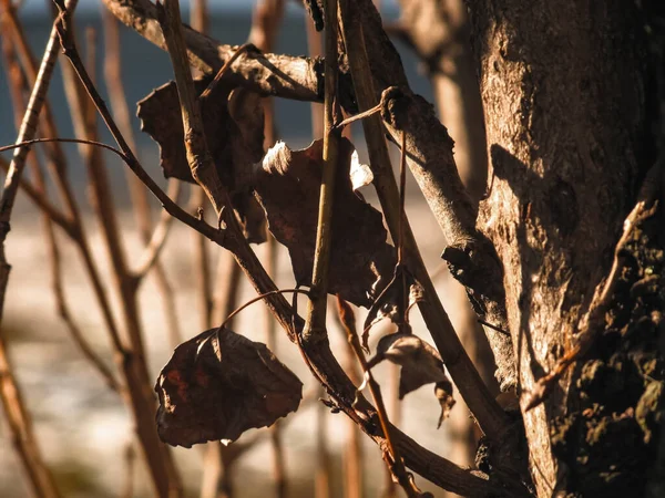 Крупним Планом Вид Весняного Листя Дереві Макро Камера Вид — стокове фото