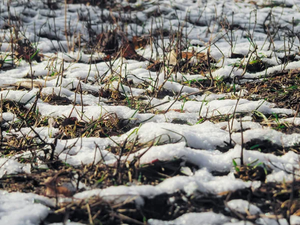 Belle Herbe Hiver Sous Neige Avec Caméra Bokeh — Photo