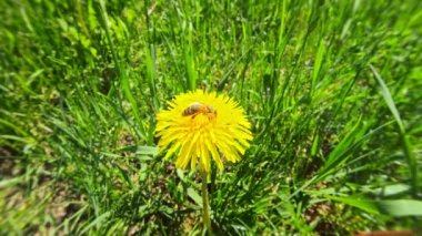 Güneşli bir günde yeşil çimlerin üzerindeki sarı karahindiba çiçeğinden bal için nektar poleni toplar ve kamera görüntüsünü kapatır..