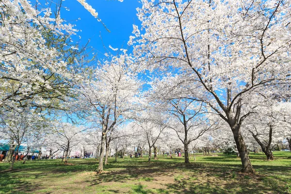 春の桜まつり — ストック写真