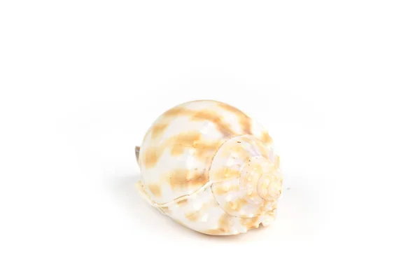 Concha marina sobre fondo blanco —  Fotos de Stock