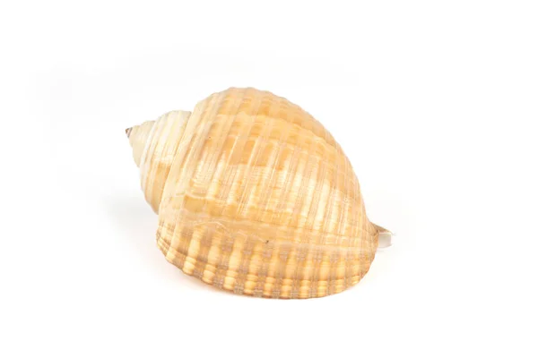 Shell no fundo branco — Fotografia de Stock