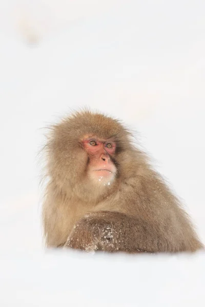 ลิงหิมะในสวนลิงจิโกคุดานิ, นากาโนะ — ภาพถ่ายสต็อก
