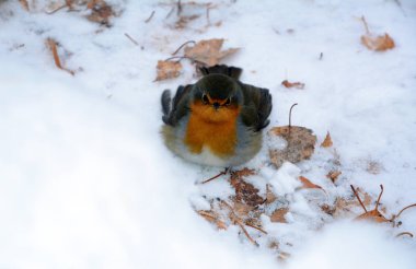 Gerdan kar üzerinde.