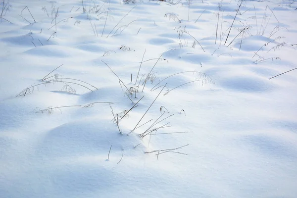 Droog gras in de sneeuw. — Stockfoto