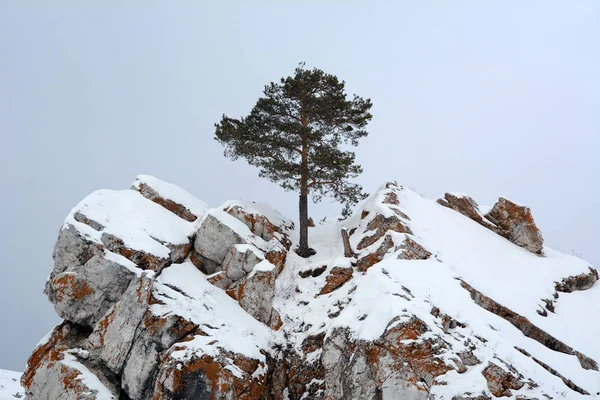 Pino único sobre roca cubierta de nieve . —  Fotos de Stock