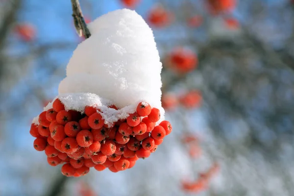 Winter rowan berry Stock Image