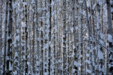 Karla kaplı ağaçlar arasında kış ormanda.
