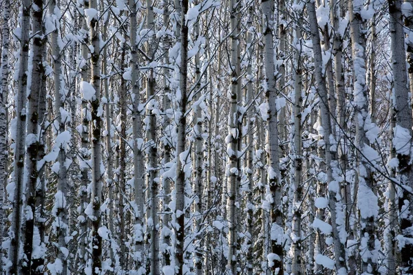 I vintern skogen bland snötäckta träden. — Stockfoto