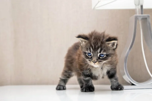 Мало Мейн Кун кошеня — стокове фото