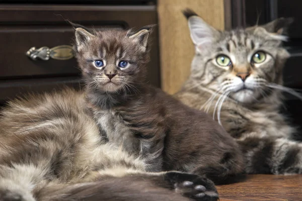 小さな子猫メインクーン猫 — ストック写真