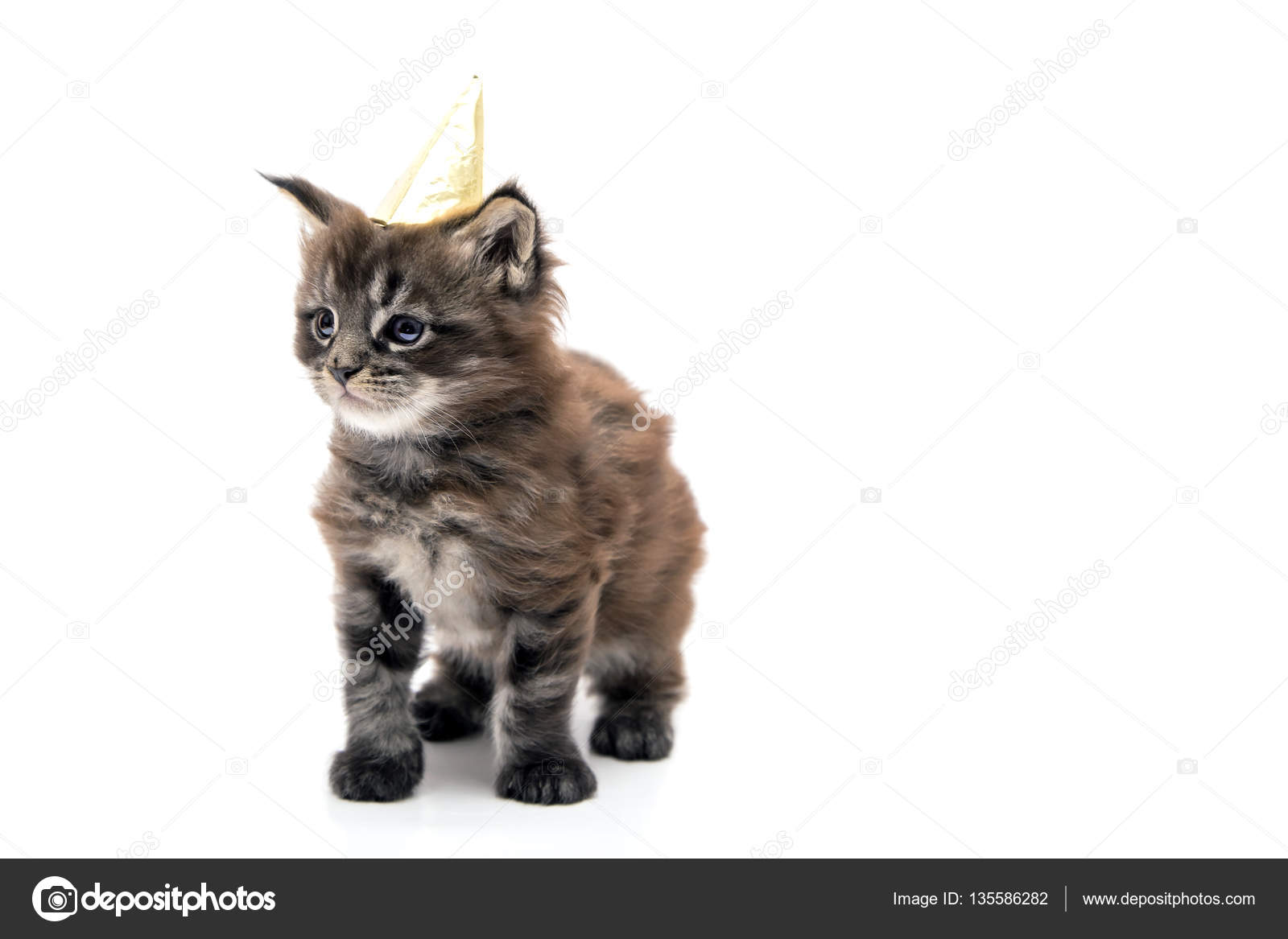 Petit Chaton Maine Coon Avec Une Casquette Sur La Tete Image Libre De Droit Par Vladimirlvp C