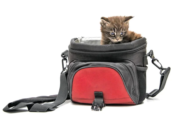 子猫メインクーンの袋に. — ストック写真