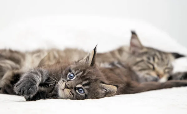 그의 어머니와 함께 누워 작은 솜 털 고양이 메인 쿤 고양이. — 스톡 사진