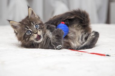  Küçük tüylü kedi yavrusu Maine Coon 