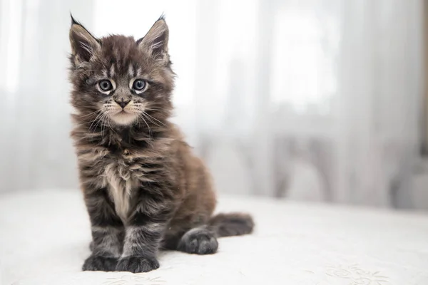ふわふわ子猫メインクーン — ストック写真