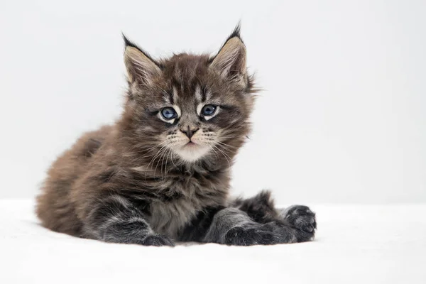 Little fluffy kitten Maine Coon — Stock Photo, Image