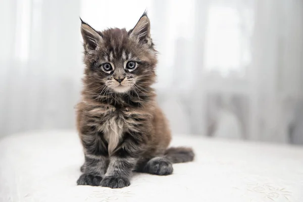 ふわふわ子猫メインクーン — ストック写真