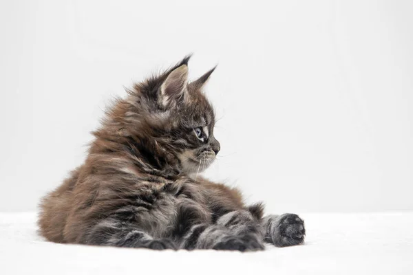 Маленький пухнастий кошеня Мейн-Кун — стокове фото