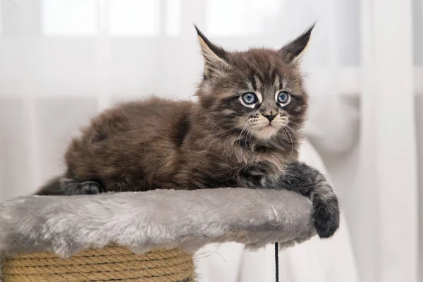 Beetje pluizig kitten Maine Coon — Stockfoto