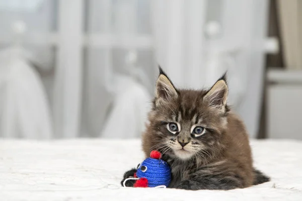 Beetje pluizig kitten Maine Coon — Stockfoto