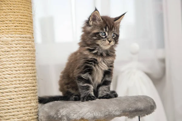 Malé chlupaté kotě Maine Coon — Stock fotografie