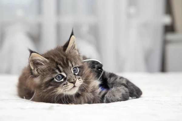 Küçük tüylü kedi yavrusu Maine Coon — Stok fotoğraf
