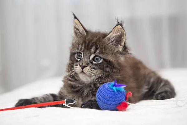 Маленький пухнастий кошеня Мейн-Кун — стокове фото