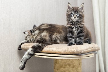  Küçük tüylü kedi Maine Coon annesi ile