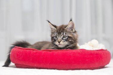  Küçük tüylü kedi Maine Coon çalış 