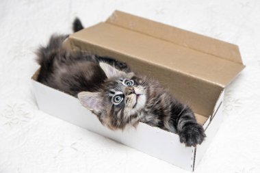  Küçük tüylü kedi Maine Coon çalış 