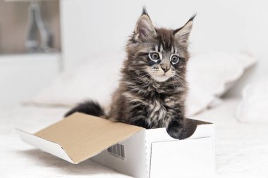  Küçük tüylü kedi Maine Coon çalış 