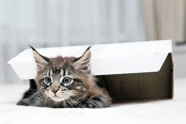 Маленький пухнастий кошеня Мейн Кун відіграє — стокове фото