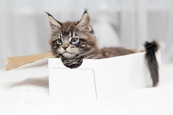 Beetje pluizig kitten Maine Coon speelt — Stockfoto