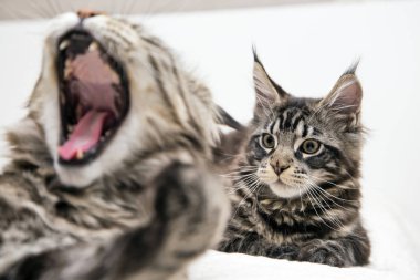  Yavru kedi Maine Coon çalış 